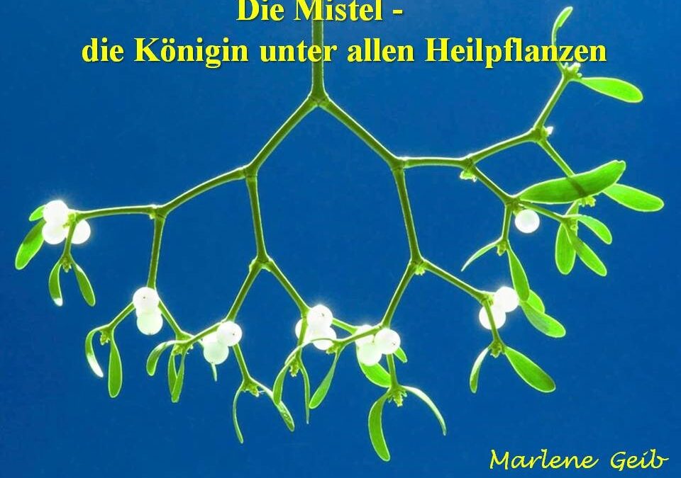 Vortrag „Die Mistel“ von Marlene Geib, mit  anschließender Weihnachtsfeier