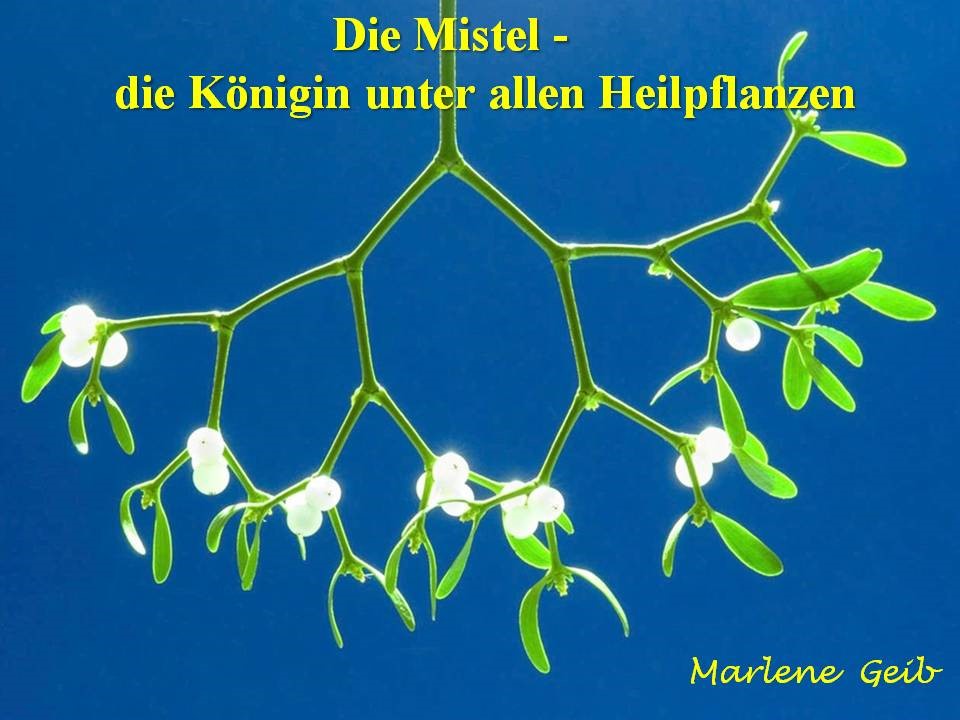Mistel