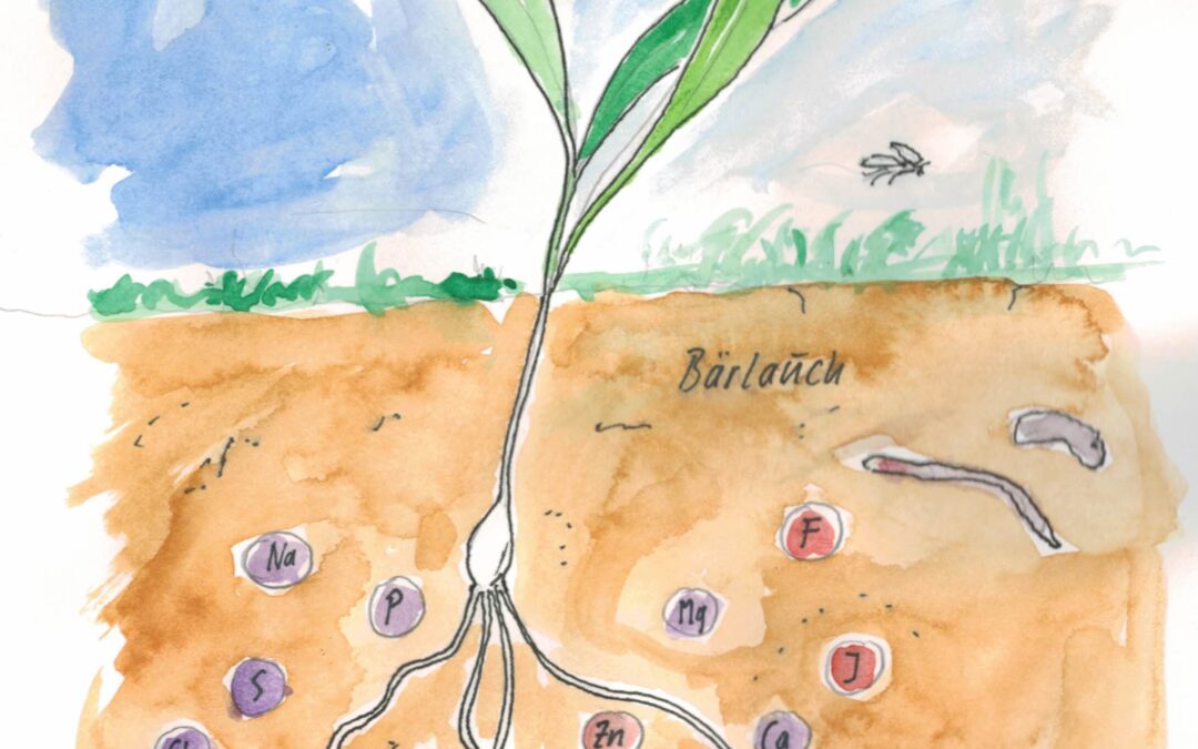Phytomining – Bergbau mit Pflanzen von Ewald Kalteiß